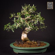 Olivenbaum OE1/16 (Olea europaea)