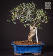 Olivenbaum OE2/16 (Olea europaea)