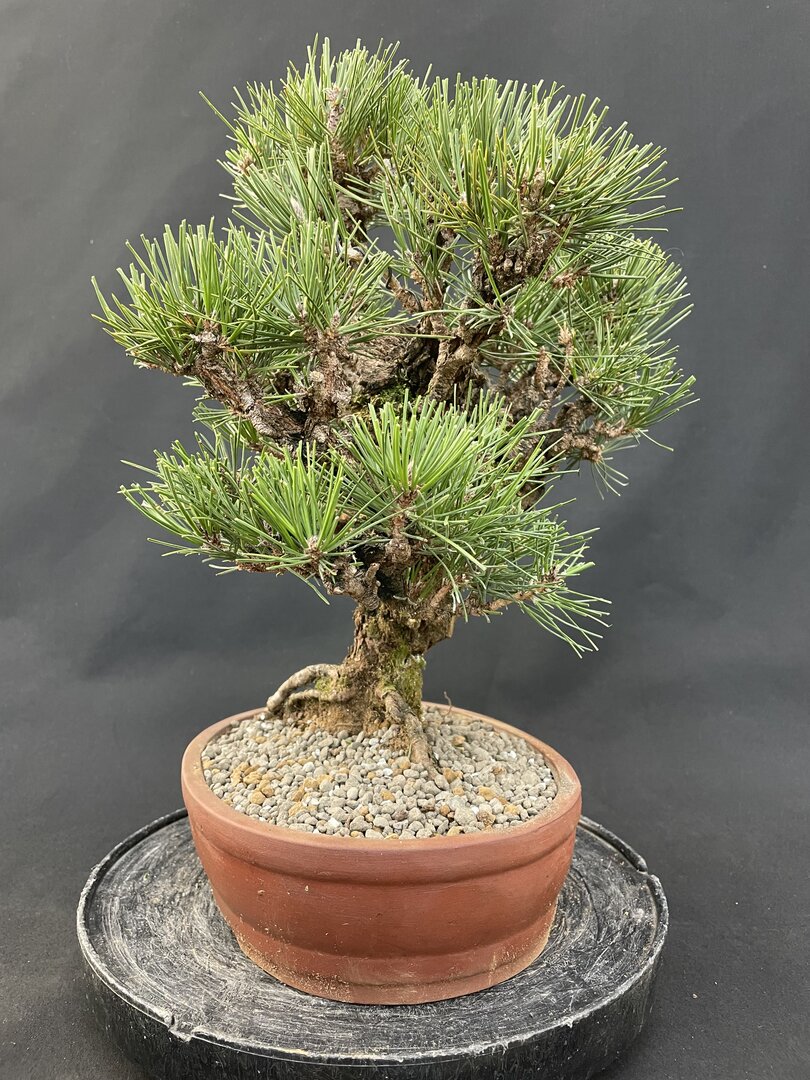 Bonsai Onlineshop KONIFEREN, Nadelbonsai - Bonsai Centrum Hannover