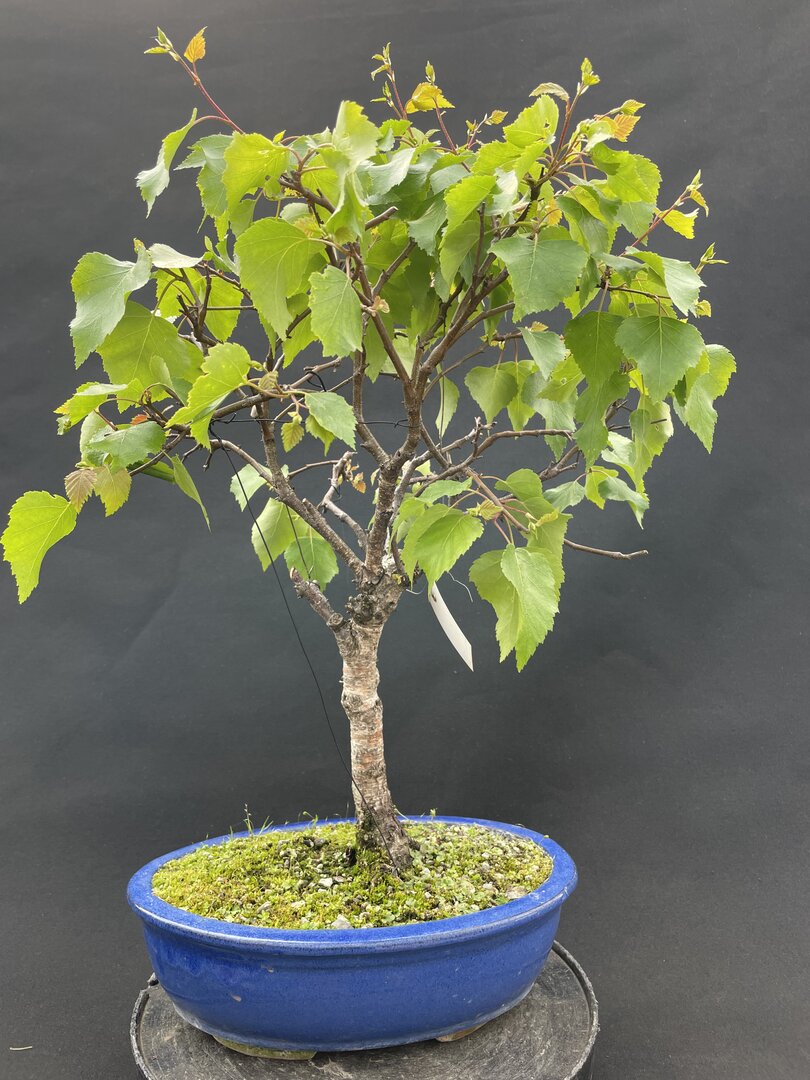 (Sand-)Birke BEPE 02/25 (Betula pendula)