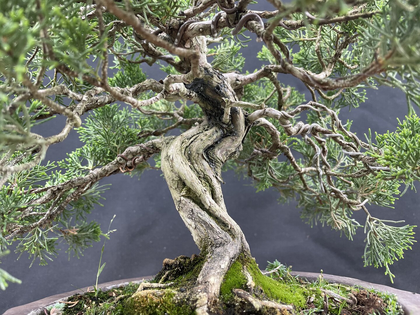 thyme bonsai Thyme Leaf Cotoneaster on 12" Standard
