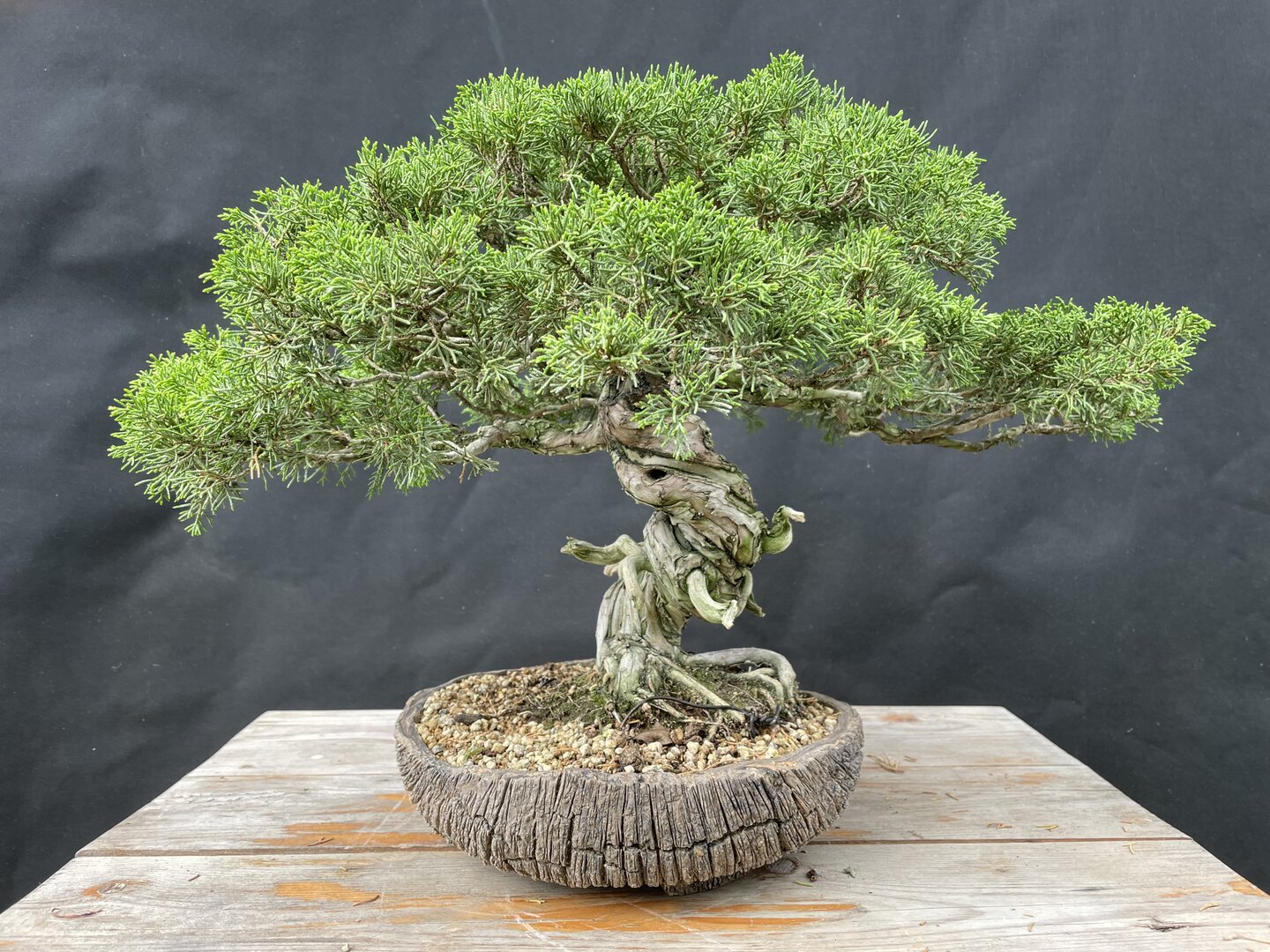 Chinesischer Wacholder BJUCH/006 - Bonsai Centrum Hannover