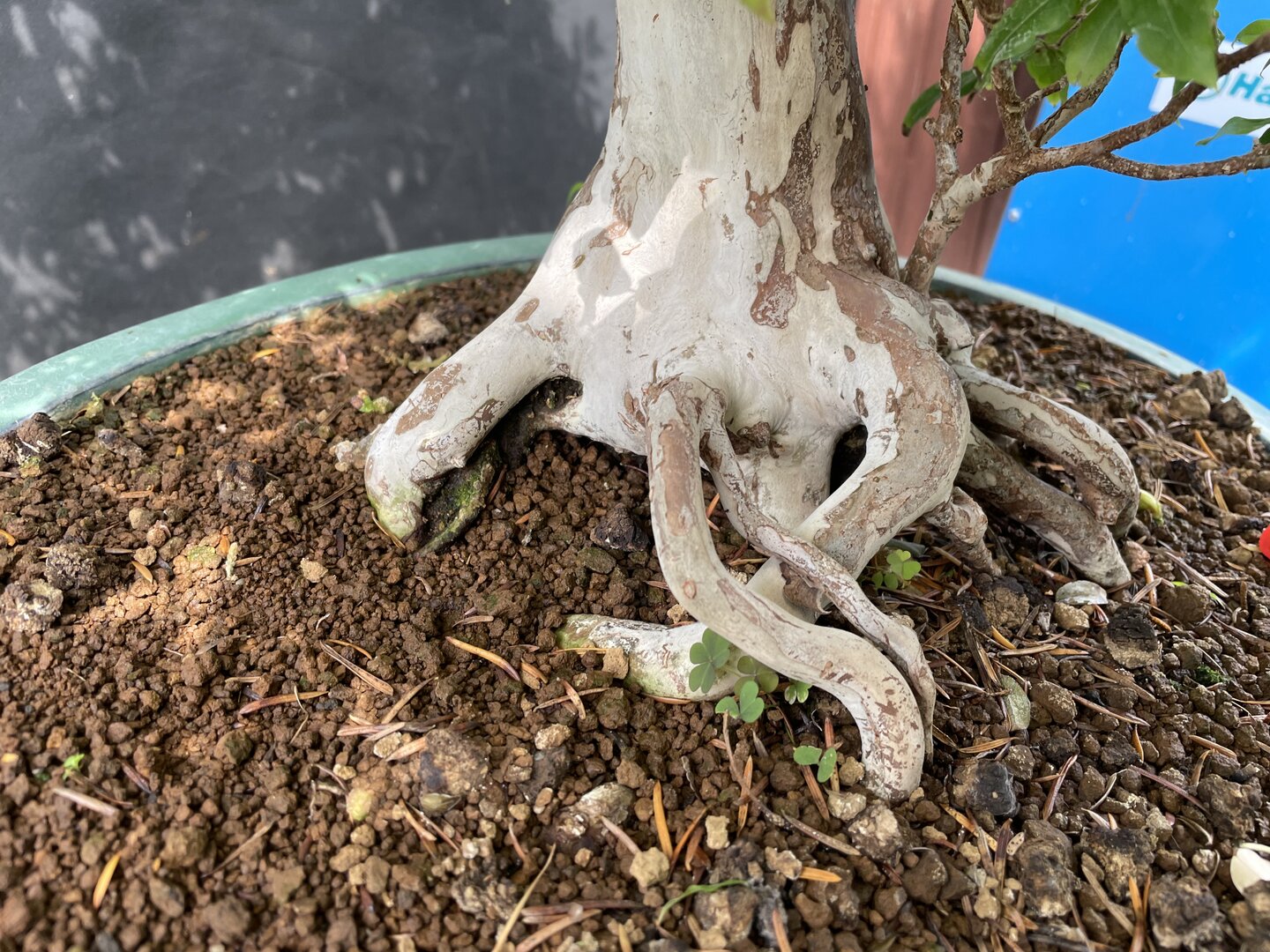 Jaboticaba (Stammkirsche) BMYCA/013 (Myrciaria cauliflora) - Bonsai Centrum  Hannover