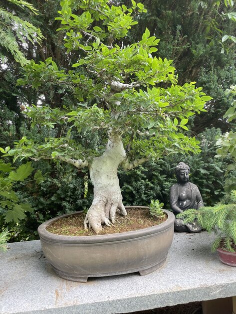 taschentuchbaum bonsai Seedeo Taschentuchbaum (Davidia involucrata) 1 Samen