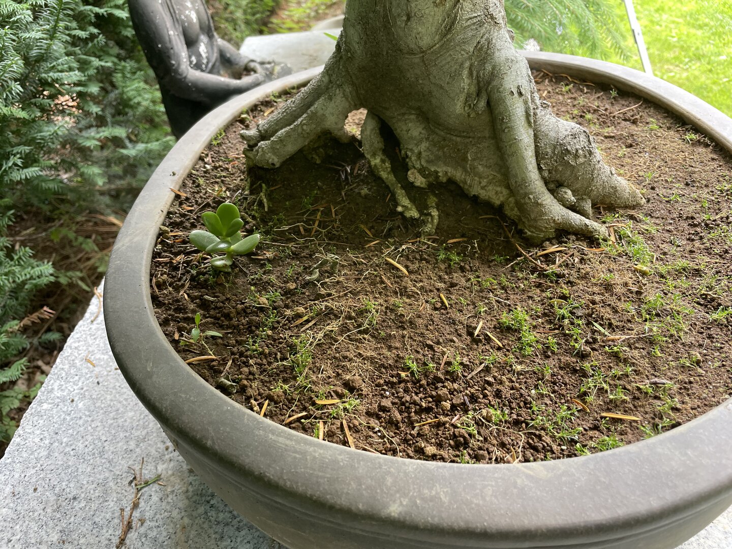 Chinesischer Zrgelbaum BCESI/015 (Celtis sinensis) - Bonsai Centrum  Hannover