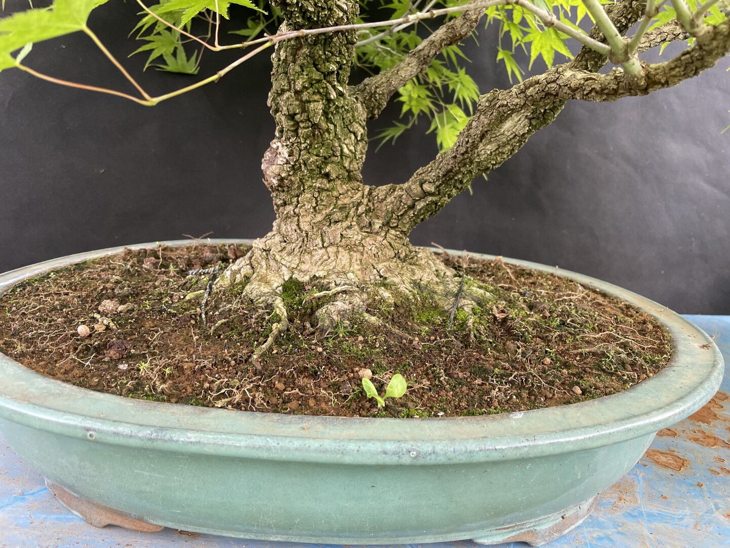 bonsai seerose Snow Rose Serissa Bonsai (0.25m) – IM Garden Mart main image 0