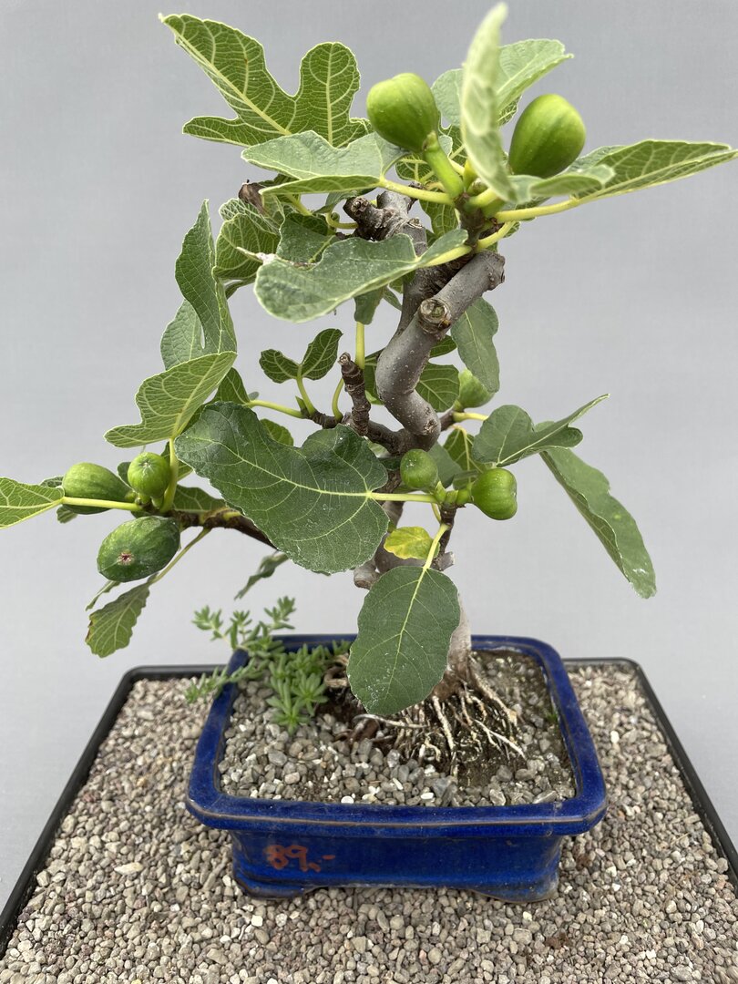 NEUE BONSAI - Bonsai Centrum Hannover