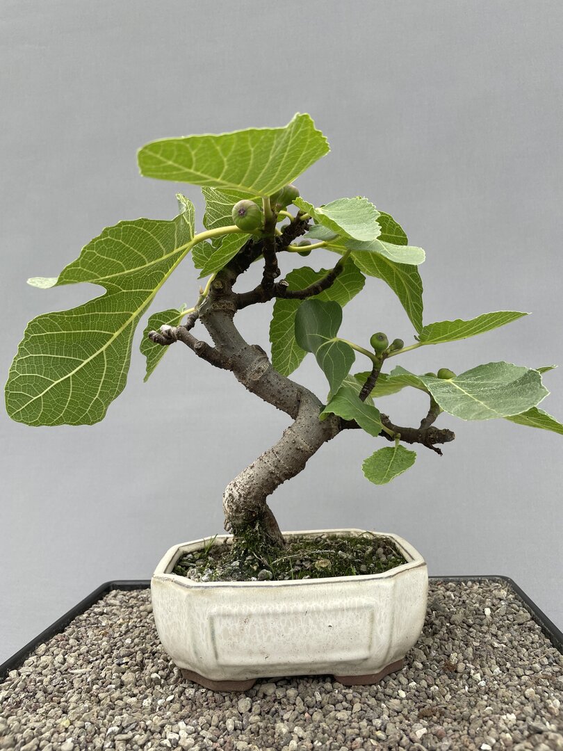 Echte Feige FICA 0725 (Ficus carica) - Bonsai Centrum Hannover