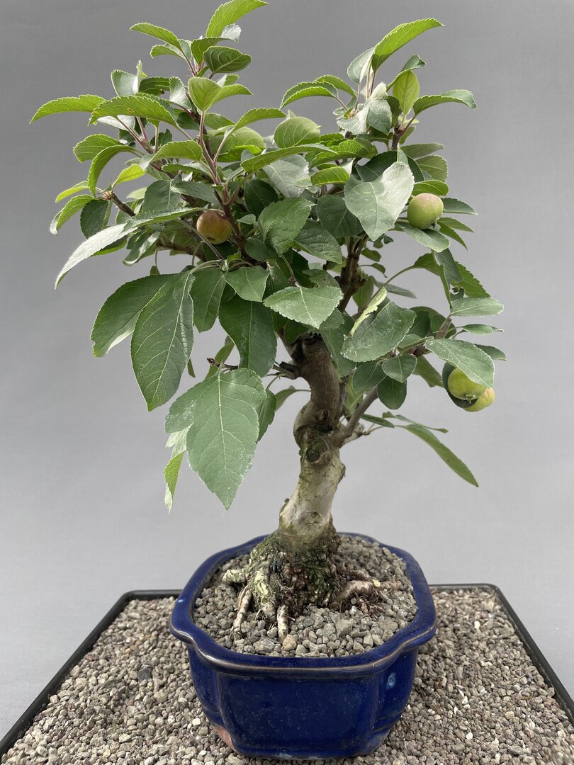 exotische bonsai Exotische Bonsai Samen mit hoher Keimrate