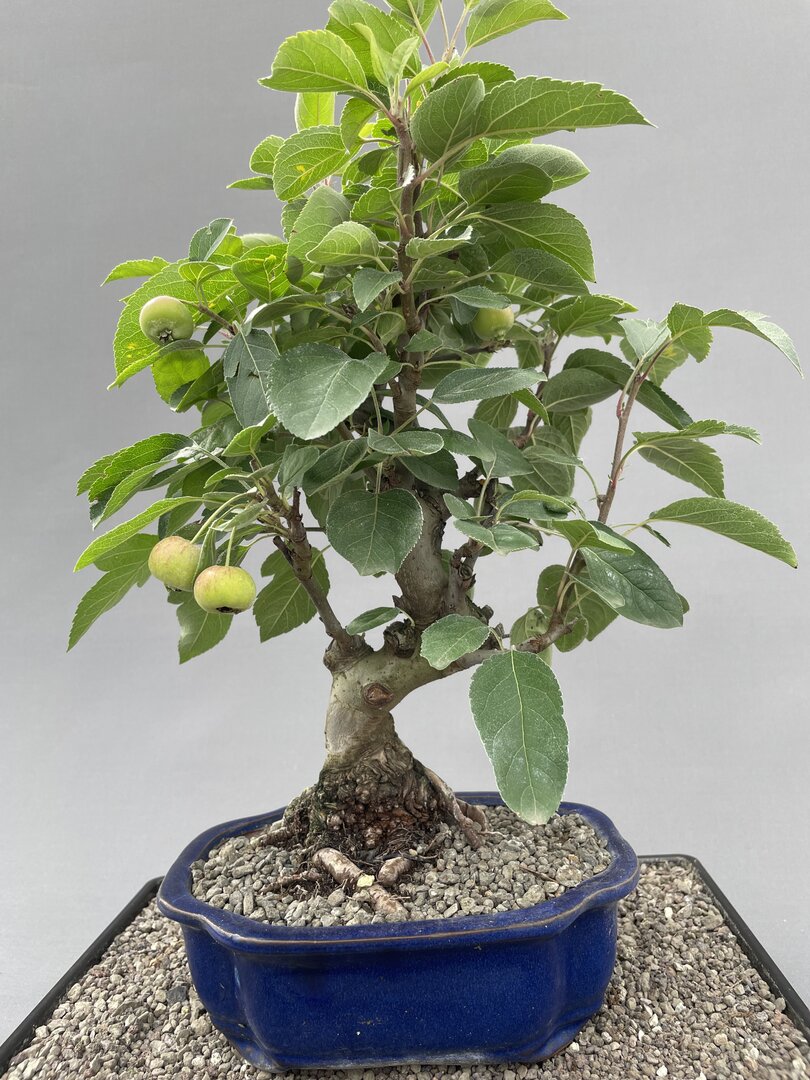Zierapfel MALU 02/25 (Malus-Hybride) - Bonsai Centrum Hannover