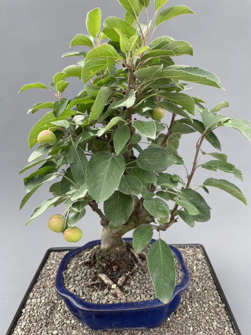 Zierapfel MALU 02/25 (Malus-Hybride) - Bonsai Centrum Hannover