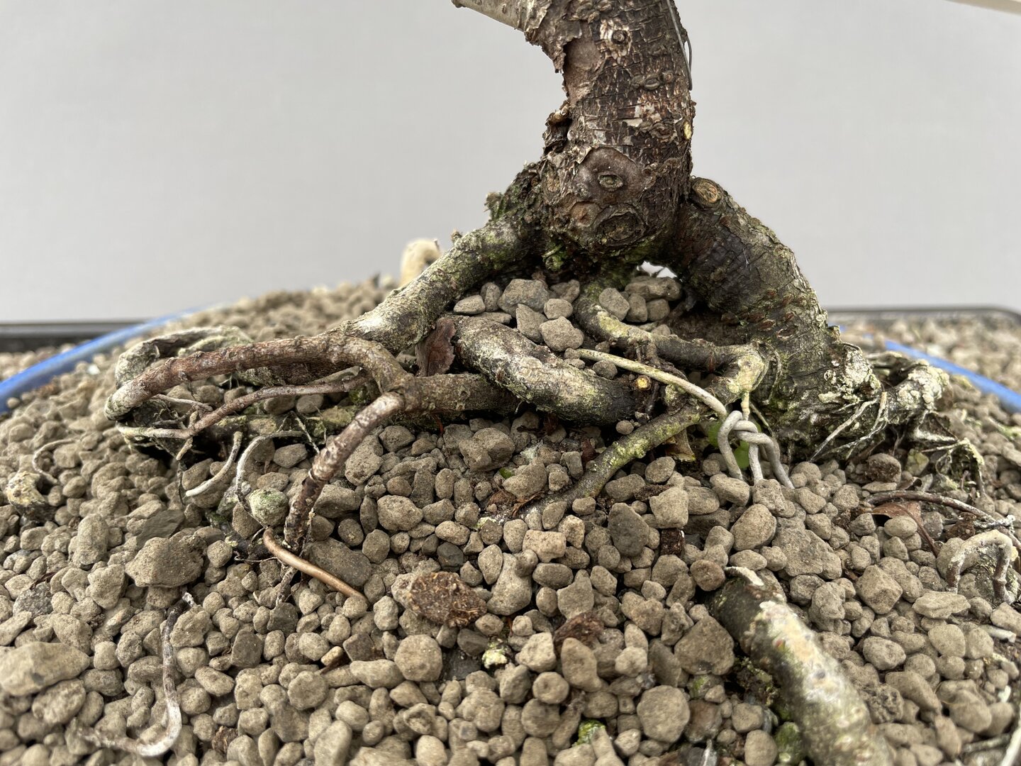 NEUE BONSAI - Bonsai Centrum Hannover