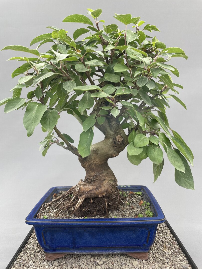 bonsai labs Cryptomeria Japonica Pre-Bonsai No.1 – Bonsai Lab main image 0