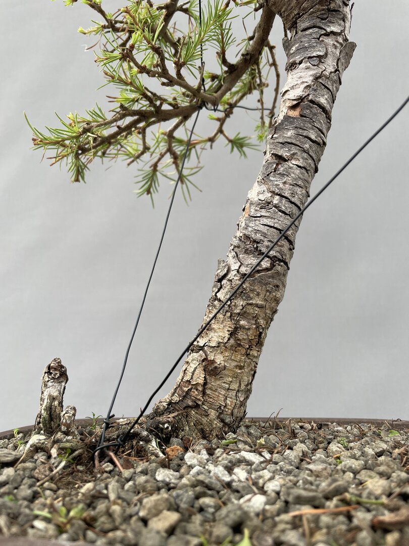 Europische Lrche LADE 01/25 (Larix decidua) - Bonsai Centrum Hannover