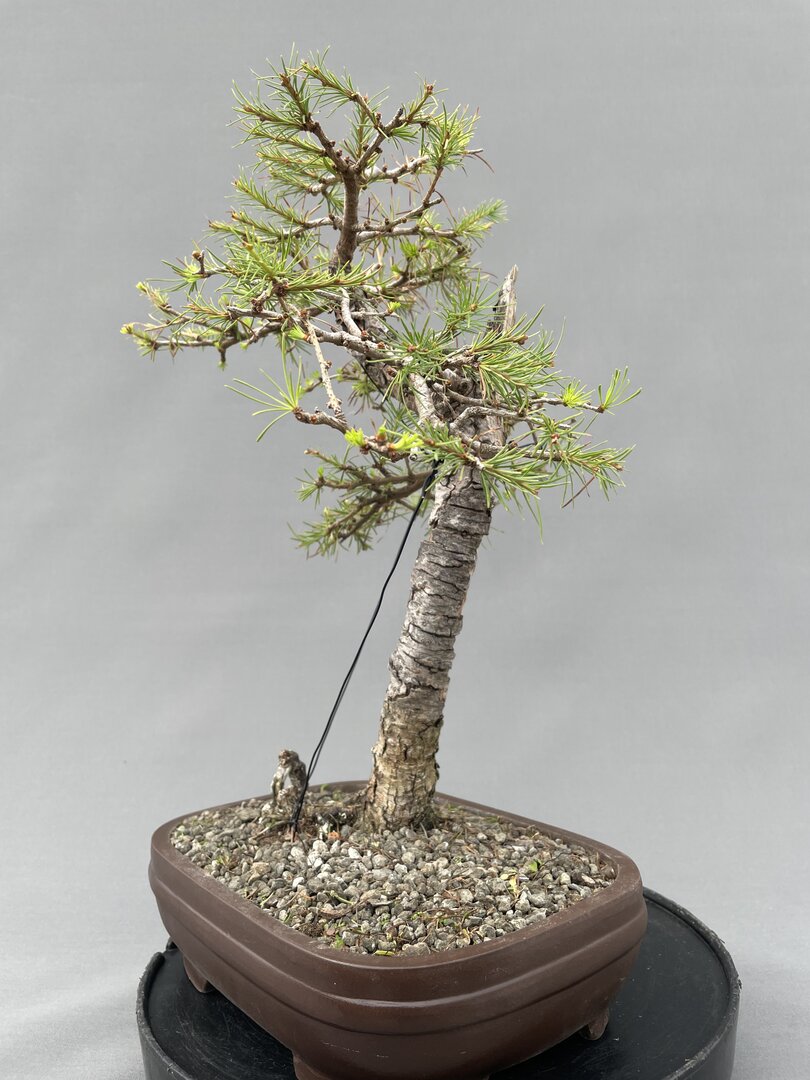 Europische Lrche LADE 01/25 (Larix decidua) - Bonsai Centrum Hannover