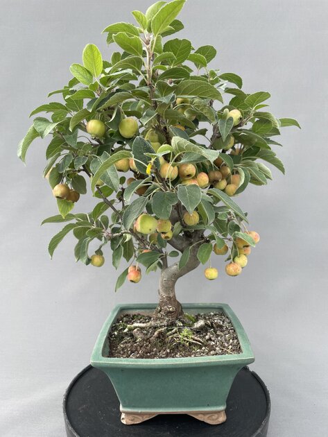 Zierapfel MALU 05/24 (Malus-Hybride) - Bonsai Centrum Hannover