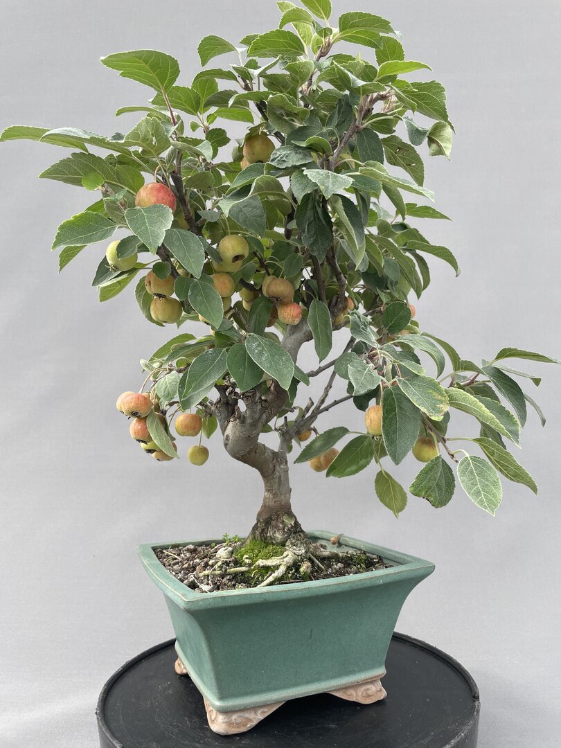 Blten + Frchte Bonsaishop - Bonsai Centrum Hannover