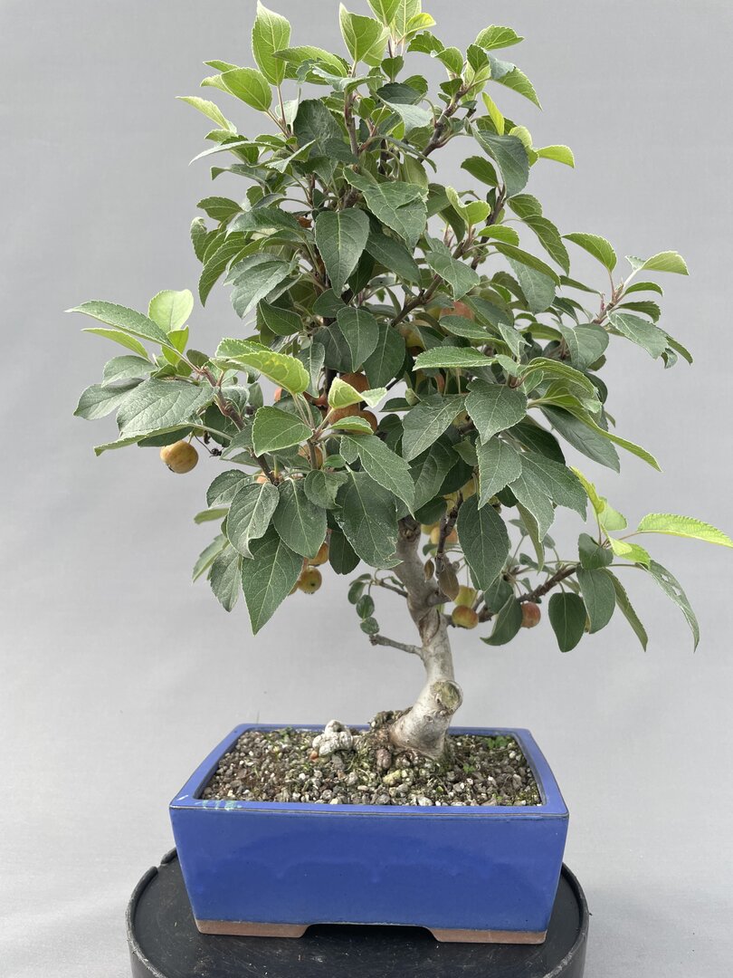 Outdoorbonsai Laubbonsai - Bonsai Centrum Hannover