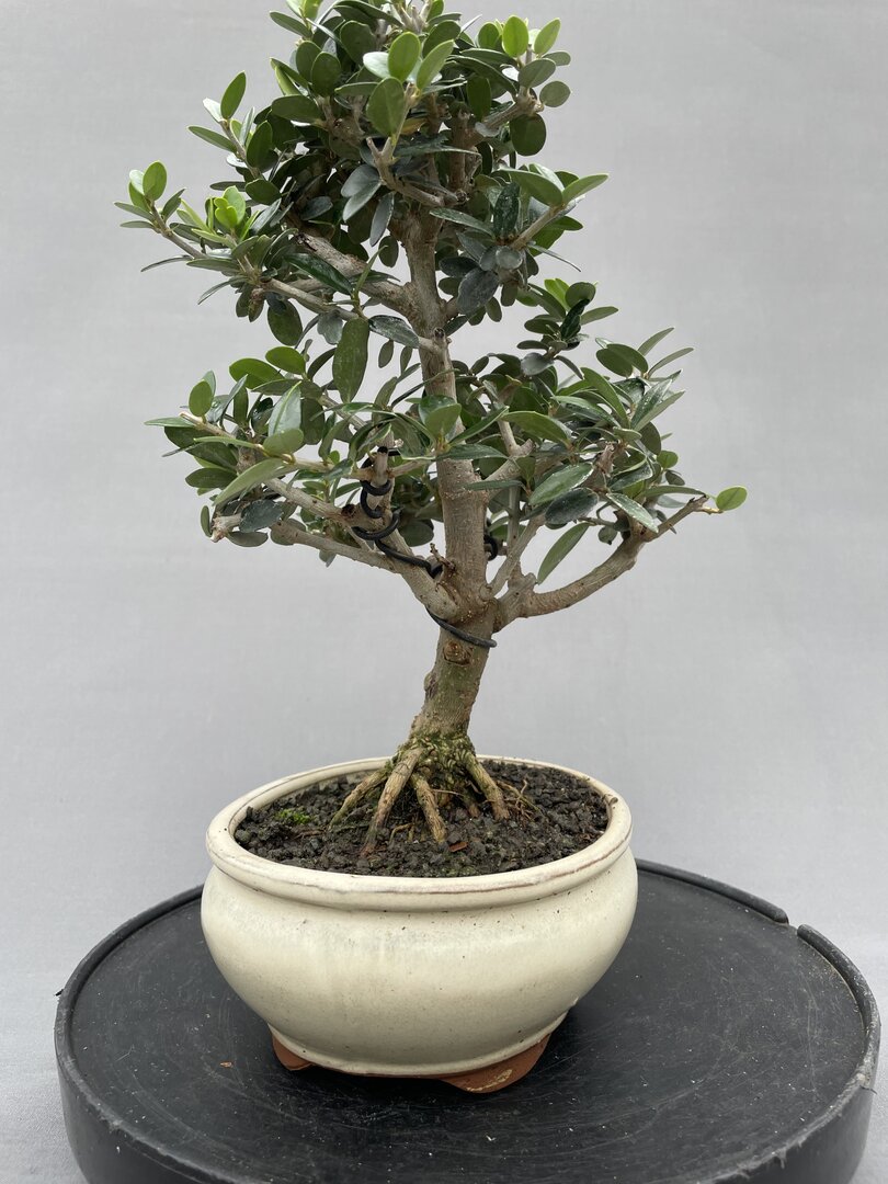 bonsai mystery com Bonsai | Mystery Box main image 0