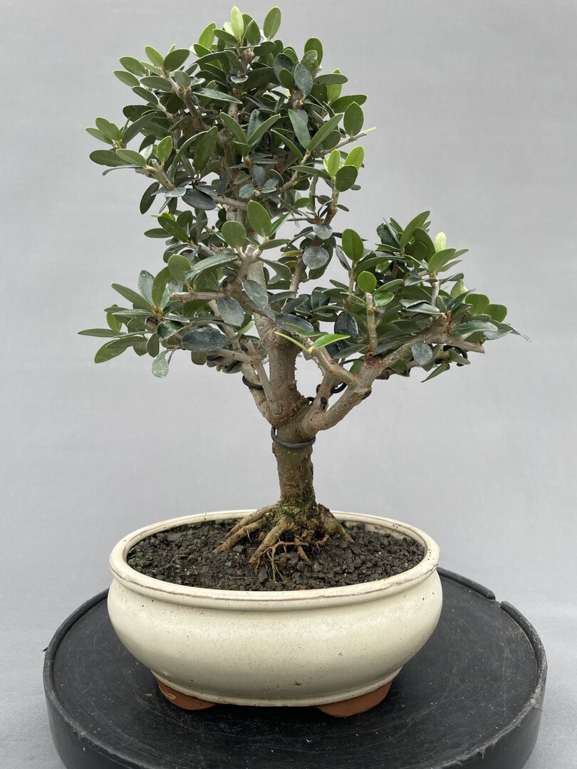 ume bonsai Prunus mume 'Yabai' main image 1