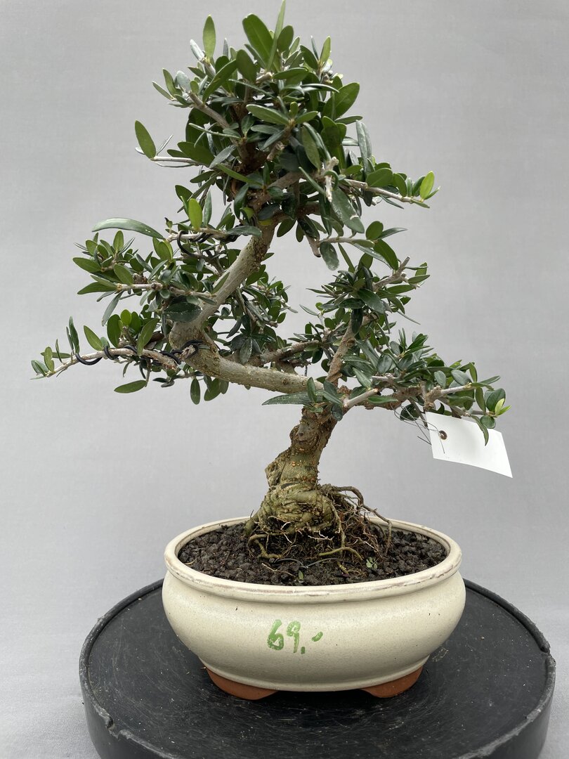 where to buy bonsai trees Bonsai