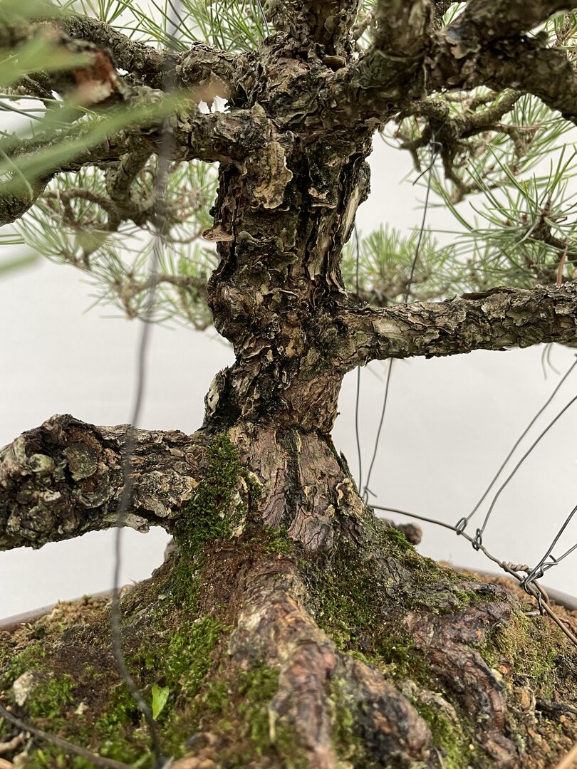 Japan.Schwarzkiefer/ Solitr PREISSENKUNG! PITH 01/24 (Pinus thunbergii) -  Bonsai Centrum Hannover