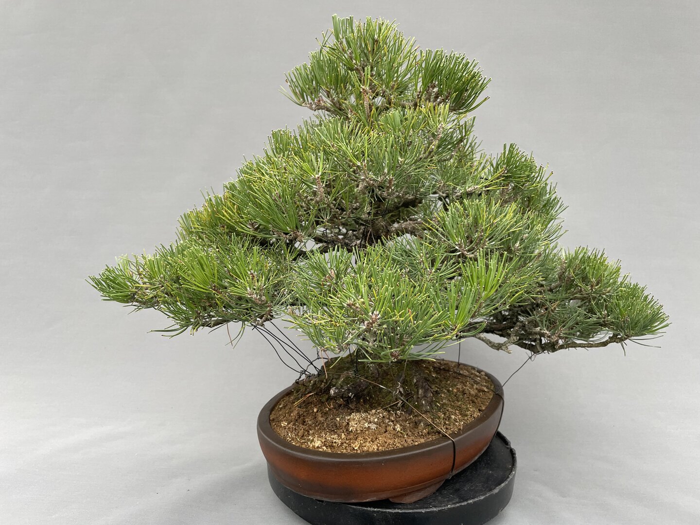 Japan.Schwarzkiefer/ Solitr PREISSENKUNG! PITH 01/24 (Pinus thunbergii) -  Bonsai Centrum Hannover
