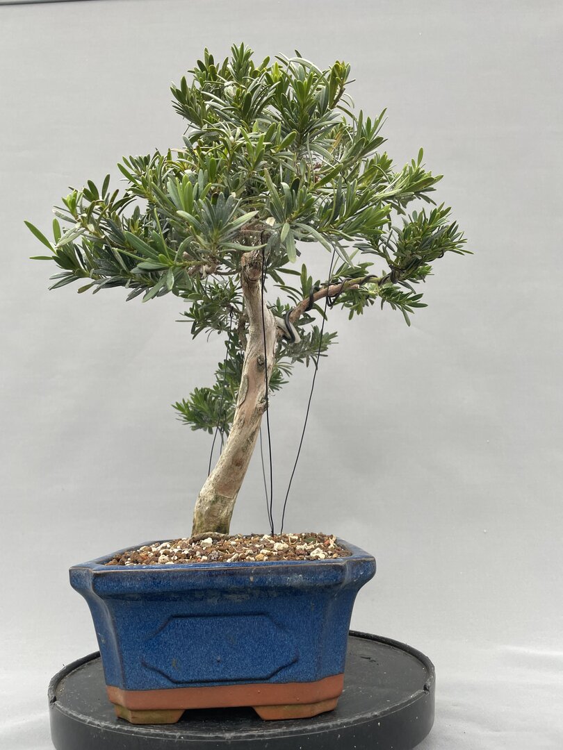 efeutute pflanzen Epipremnum Aureum (Efeutute) kaufen? | Hängepflanze main image 1
