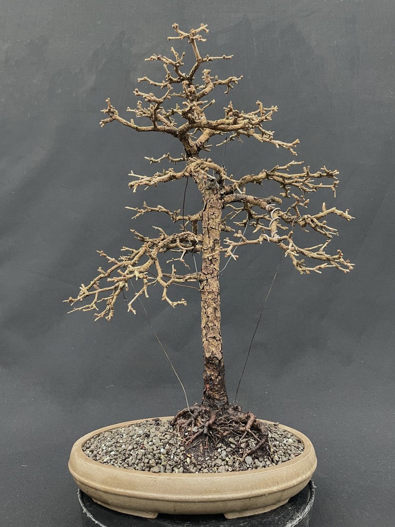 NEUE BONSAI Bonsai Centrum Hannover