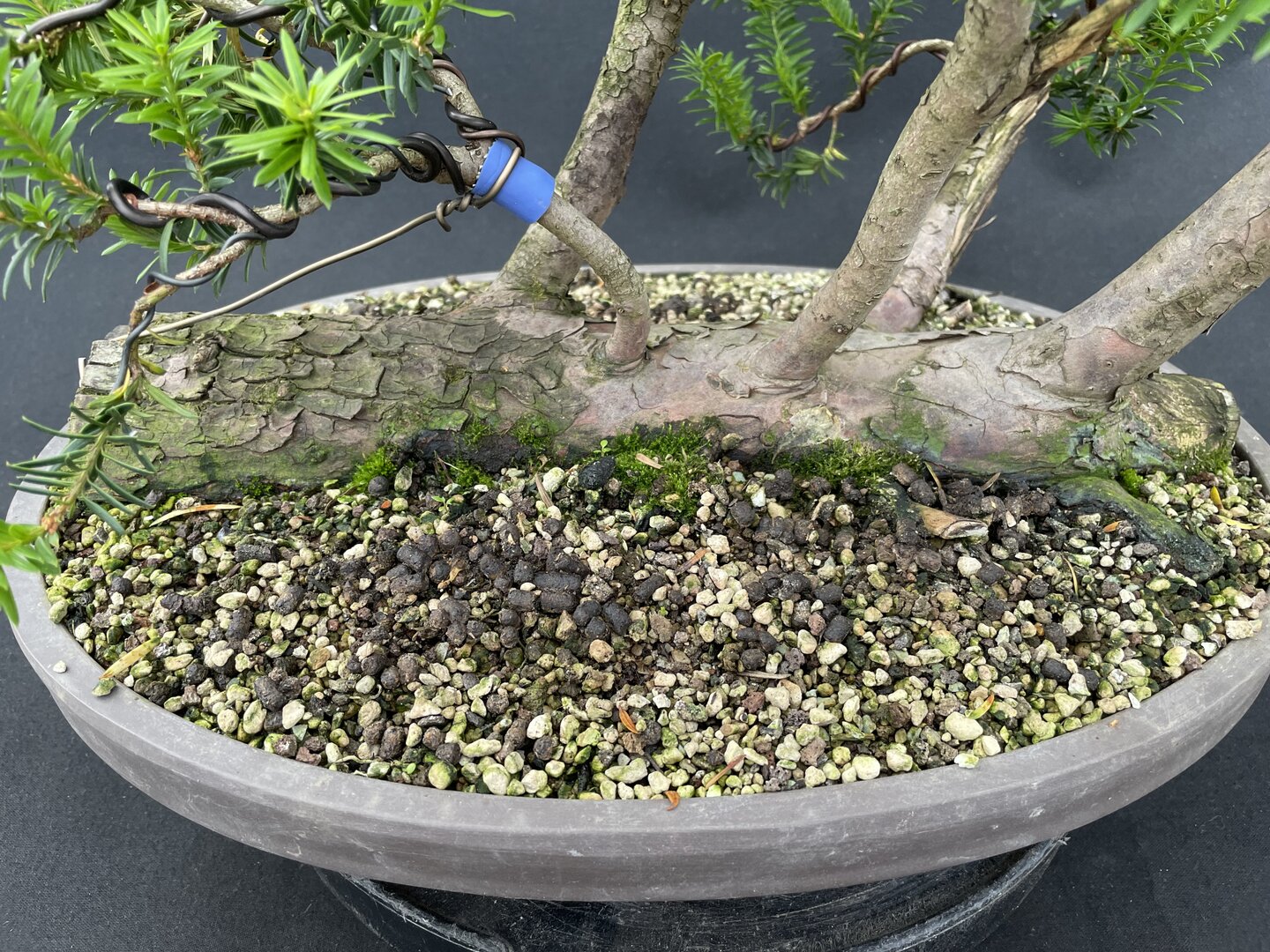 semi di bonsai Ficus Obliqua: 10 Decorative Bonsai Fig Seeds