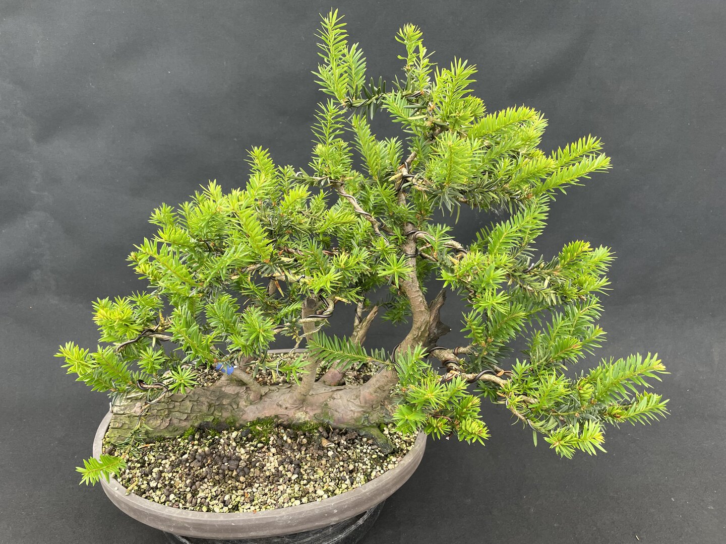 Eibe/ Flossform TABA 02/24 (Taxus baccata) - Bonsai Centrum Hannover