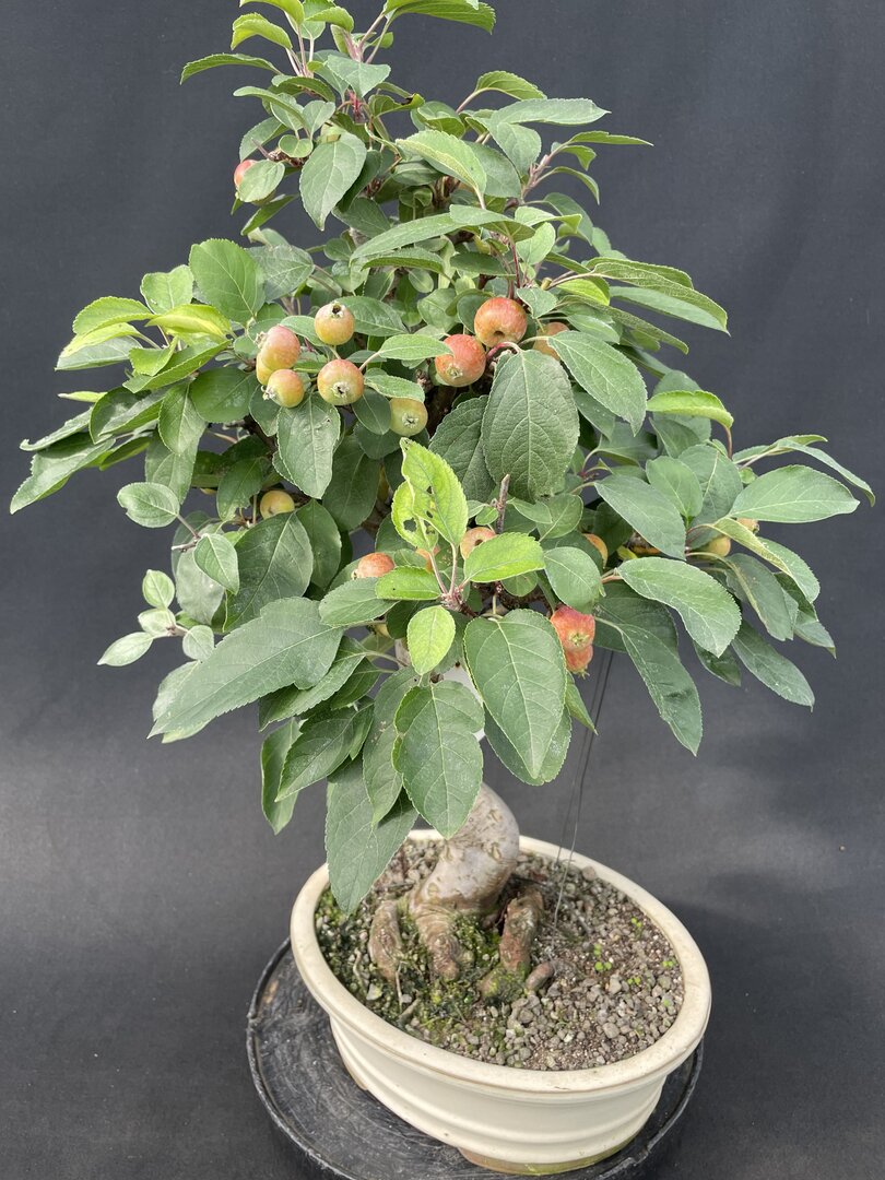 bonsai äste ohne blätter schneiden Scharfe Bonsai Schere aus Stahl main image 1