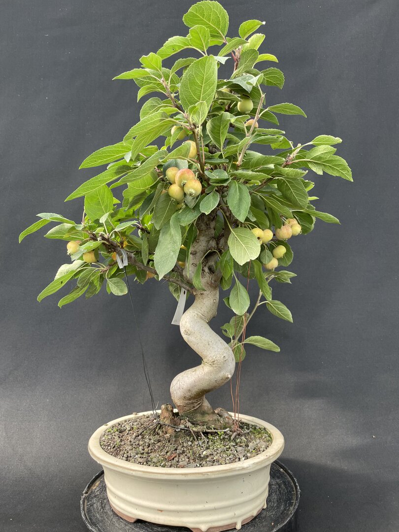 Zierapfel MALU 06/24 (Malus-Hybride) - Bonsai Centrum Hannover