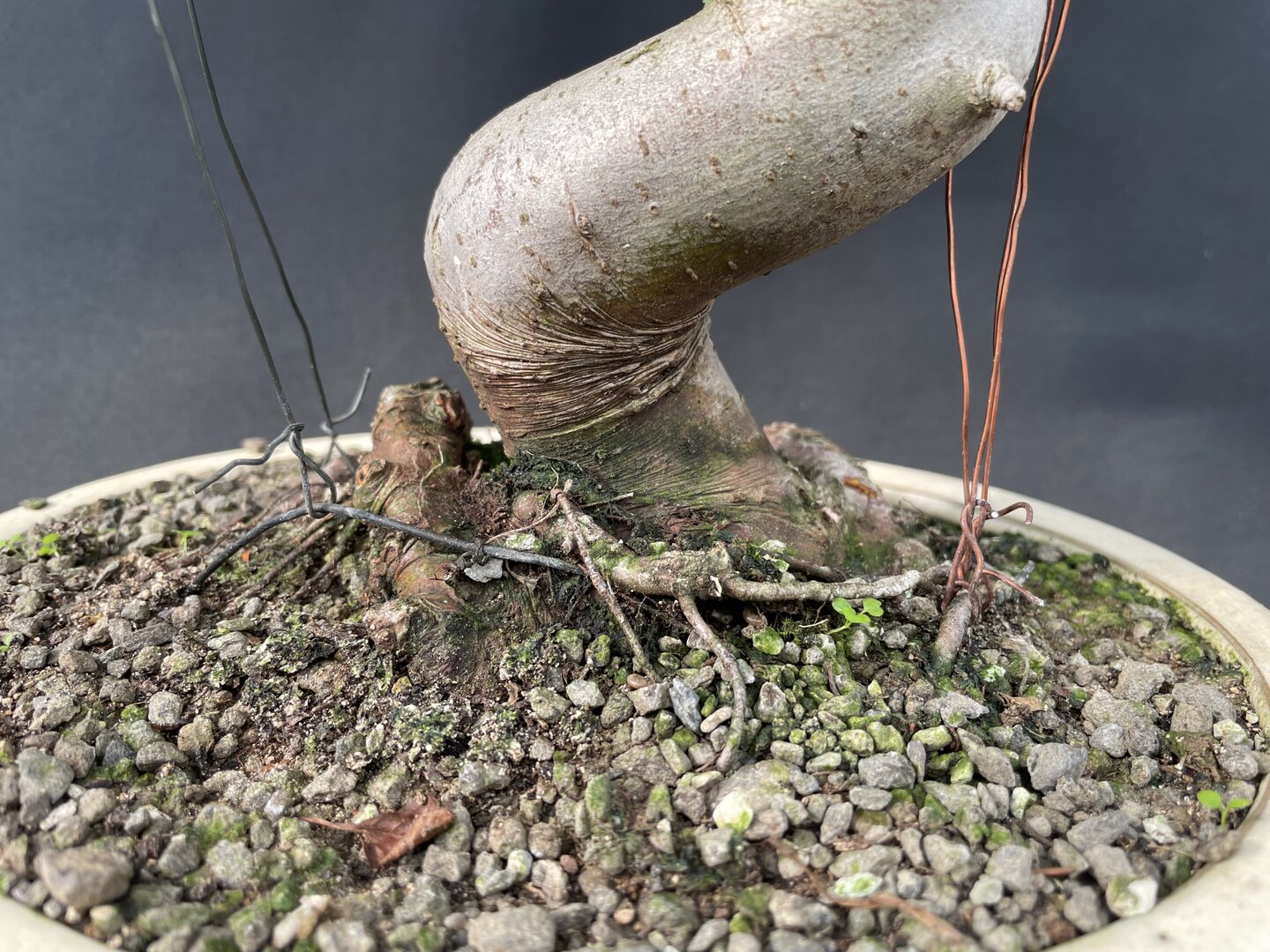 Zierapfel MALU 06/24 (Malus-Hybride) - Bonsai Centrum Hannover