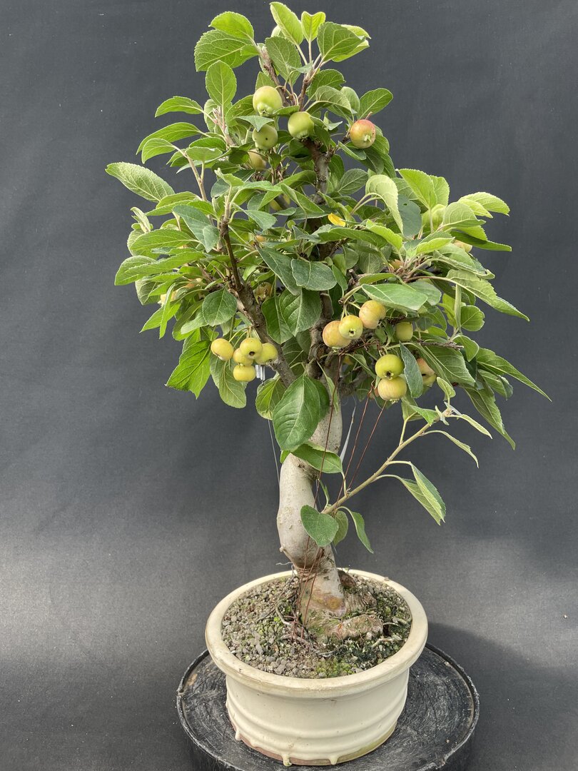 Zierapfel MALU 06/24 (Malus-Hybride) - Bonsai Centrum Hannover